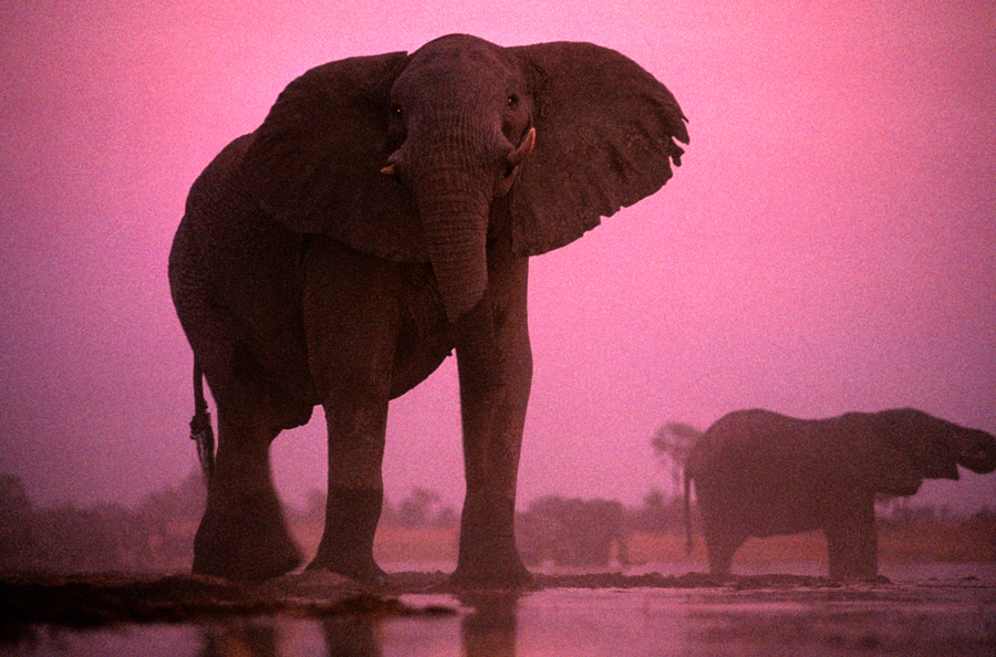 retroelephant