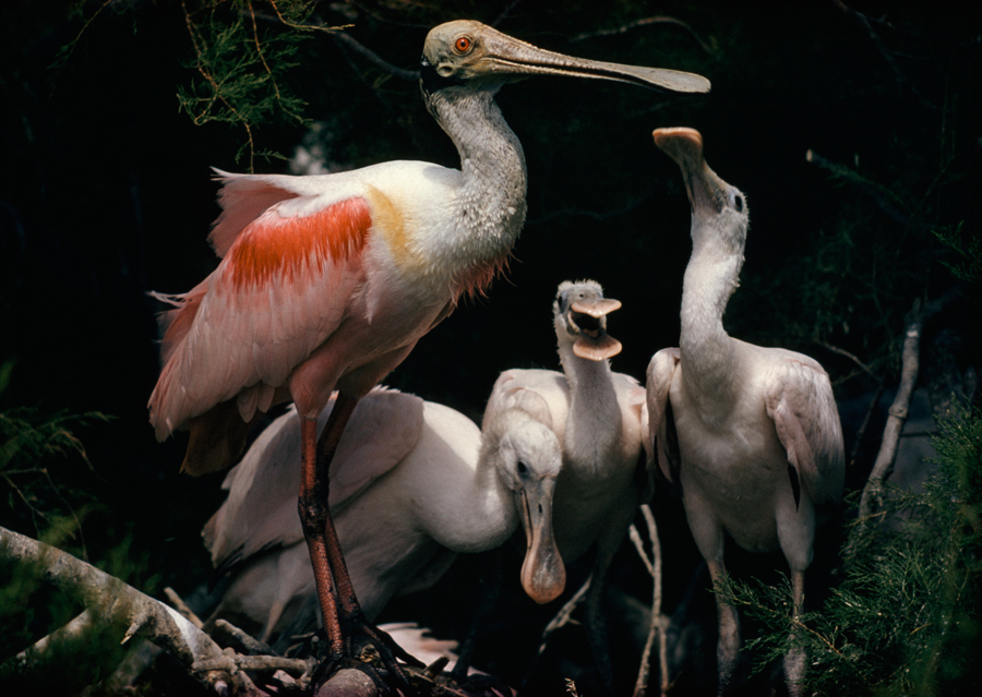 retrospoonbill