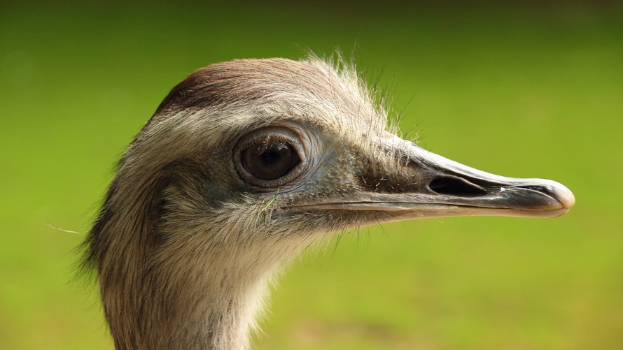 rhea-bird-head-big-bird-flightless-bird-53356-large