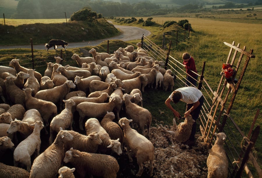 sheep