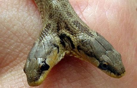 snake2_1483577c