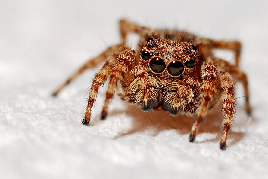 spider-macro-insect-arachnid-40860-large