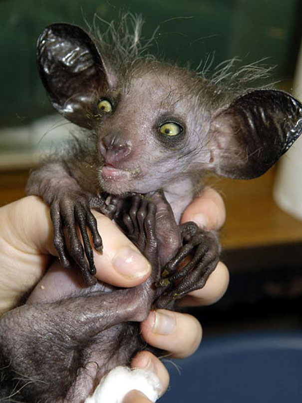strange-animals-you-didnt-know-1-2