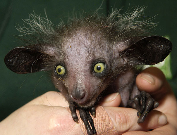 strange-animals-you-didnt-know-1