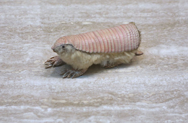 strange-animals-you-didnt-know-10-1