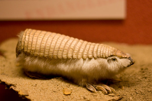 strange-animals-you-didnt-know-10-2