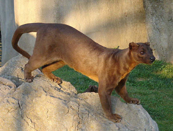 strange-animals-you-didnt-know-11