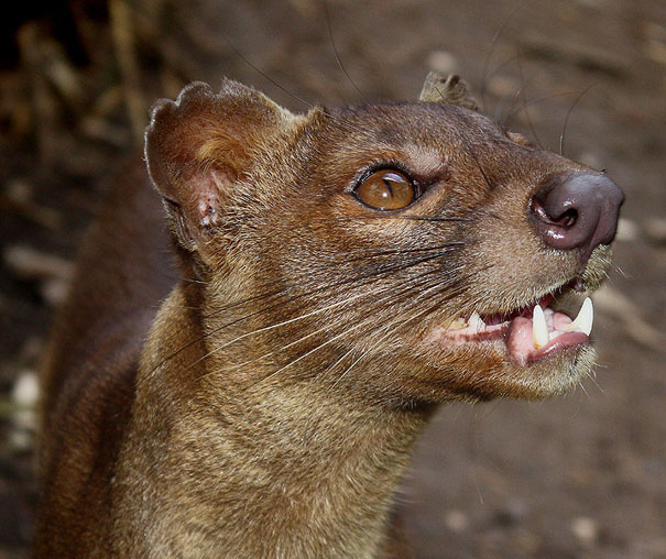 strange-animals-you-didnt-know-11b