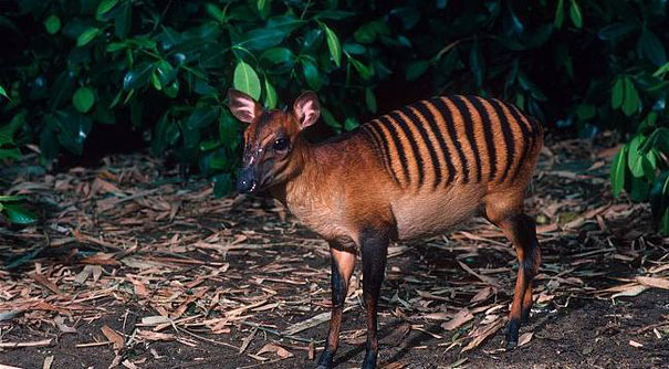 strange-animals-you-didnt-know-12