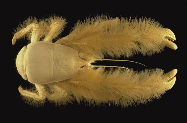 strange-animals-you-didnt-know-13