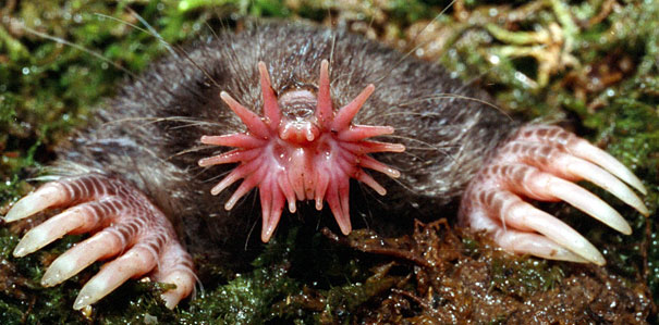 strange-animals-you-didnt-know-14