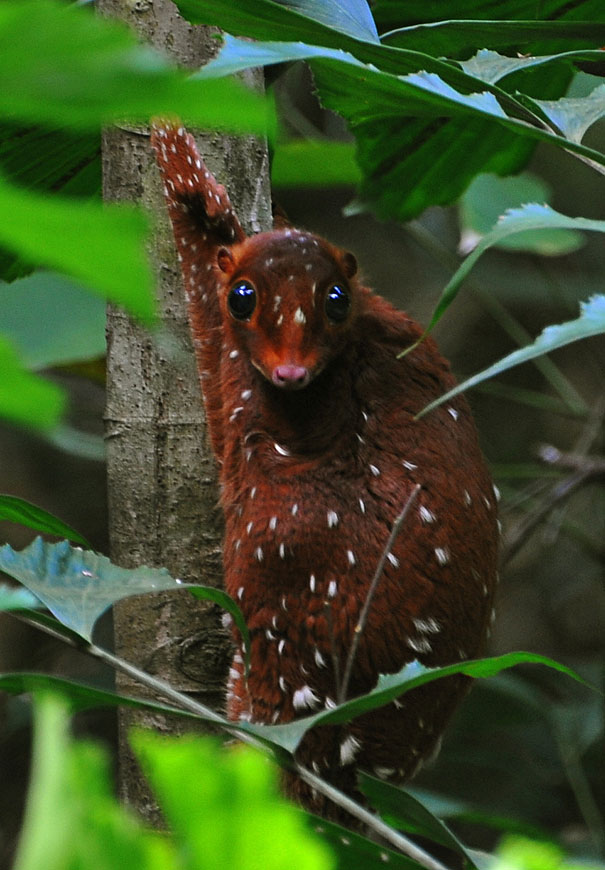 strange-animals-you-didnt-know-16