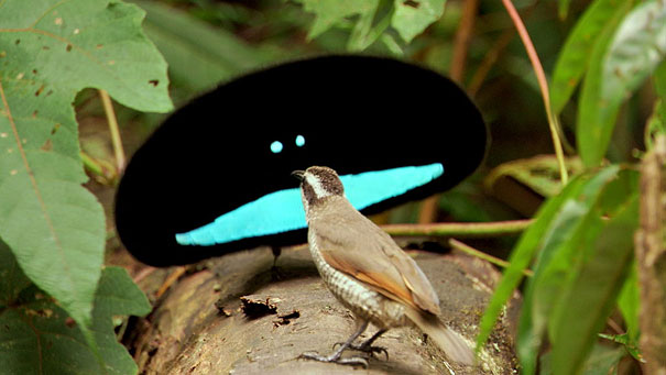 strange-animals-you-didnt-know-17-2