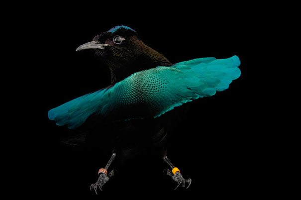 strange-animals-you-didnt-know-17-3