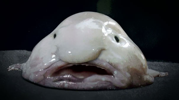 strange-animals-you-didnt-know-18-1