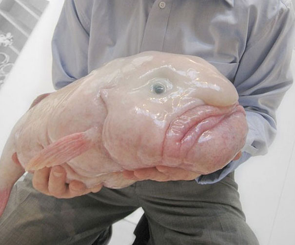 strange-animals-you-didnt-know-18-2