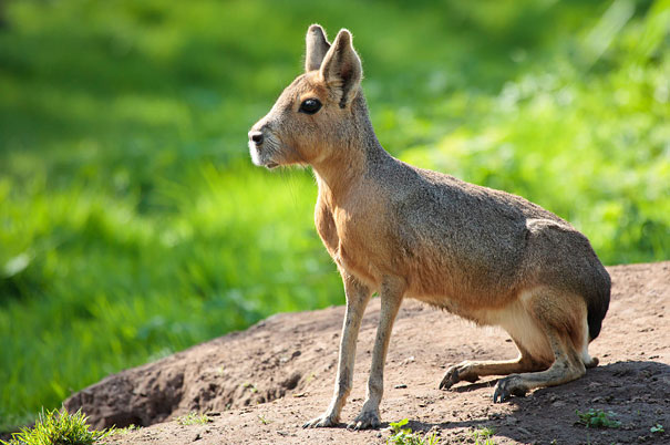 strange-animals-you-didnt-know-19