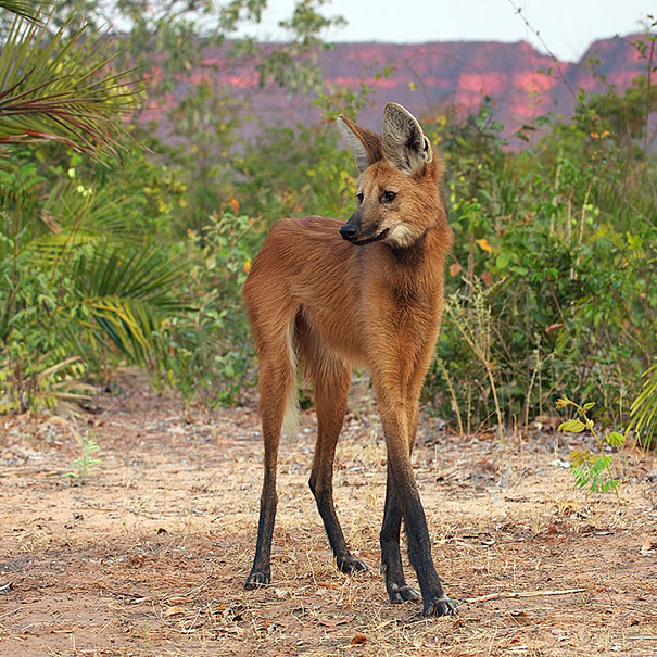 strange-animals-you-didnt-know-2