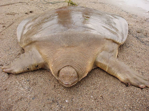 strange-animals-you-didnt-know-21