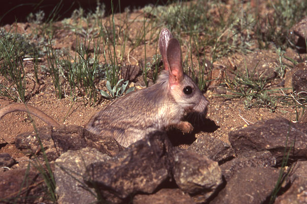 strange-animals-you-didnt-know-22-1