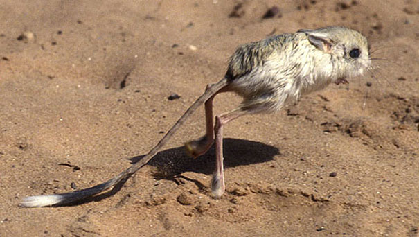 strange-animals-you-didnt-know-22-2