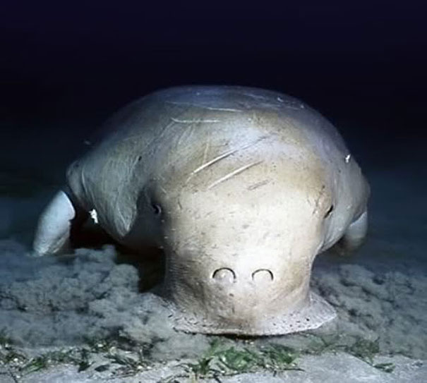 strange-animals-you-didnt-know-25