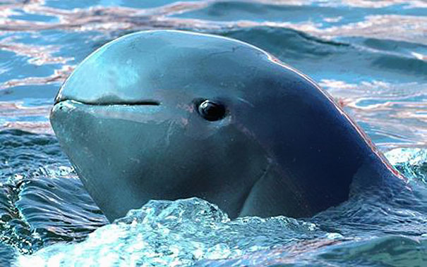 strange-animals-you-didnt-know-3-2