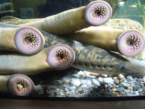 strange-animals-you-didnt-know-4-1