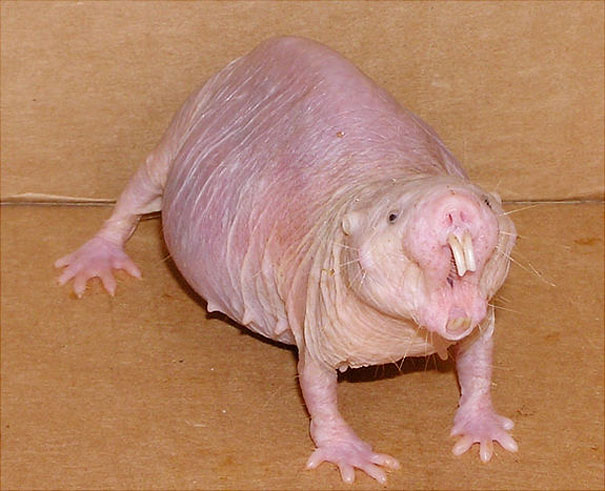strange-animals-you-didnt-know-5