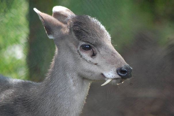 strange-animals-you-didnt-know-6