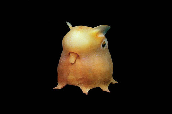 strange-animals-you-didnt-know-7-1