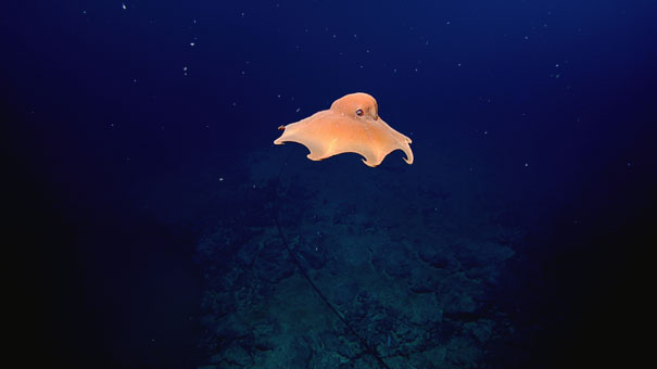 strange-animals-you-didnt-know-7-2