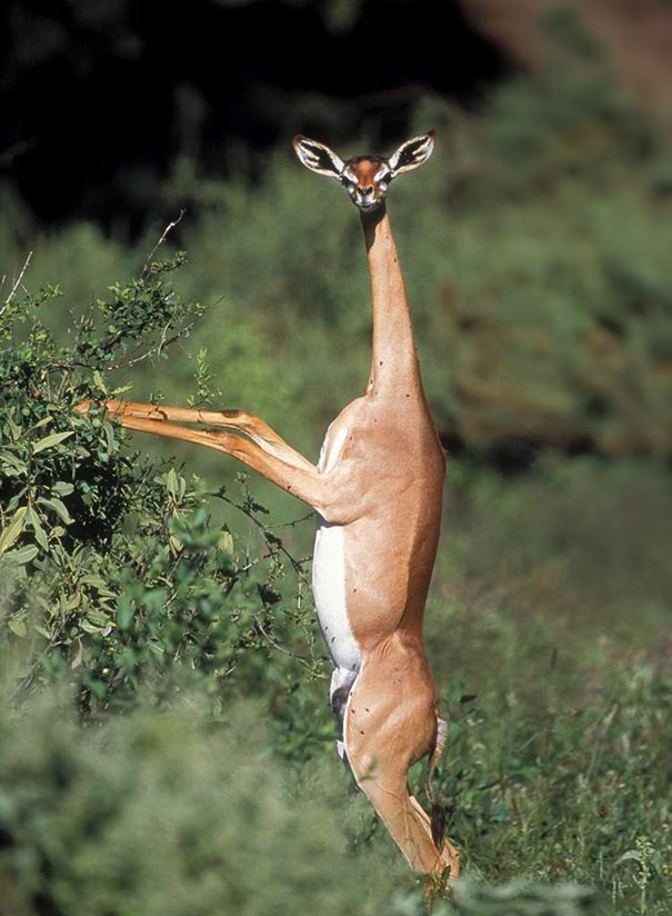 strange-animals-you-didnt-know-8-1