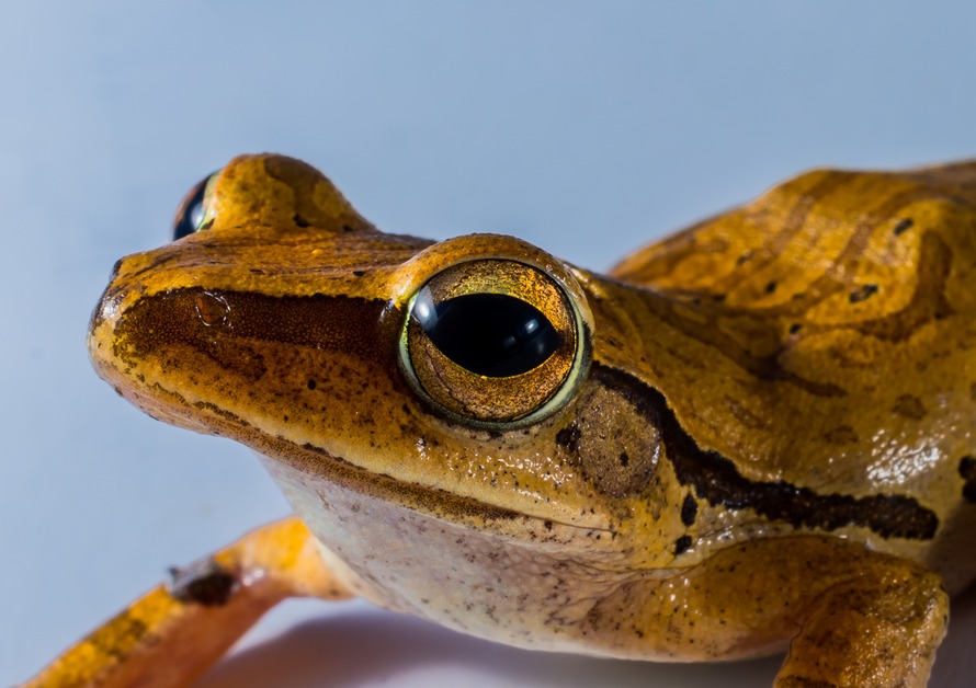 tree-frog-anuran-frog-amphibians-57727-large