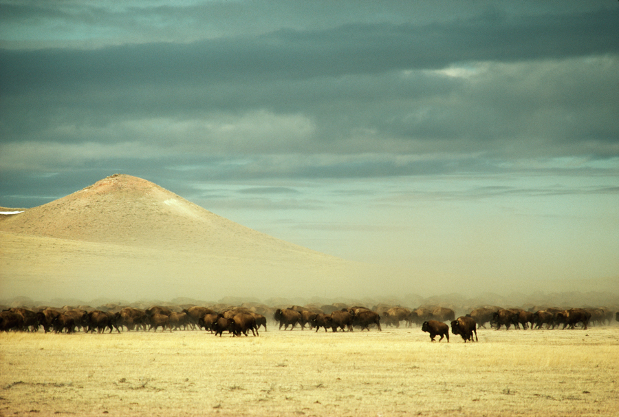 vintagebuffalo