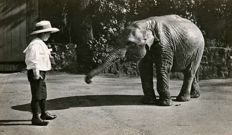 vintageelephant