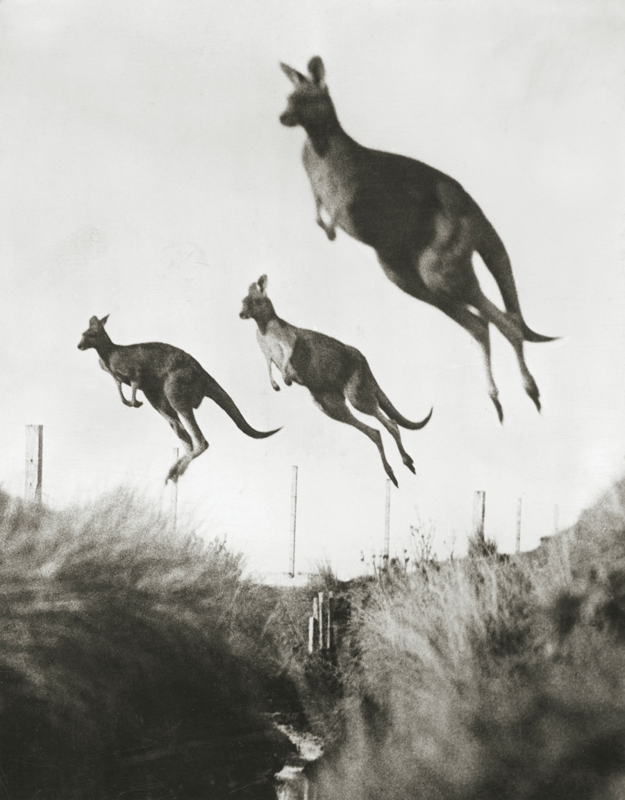 vintagekangaroo