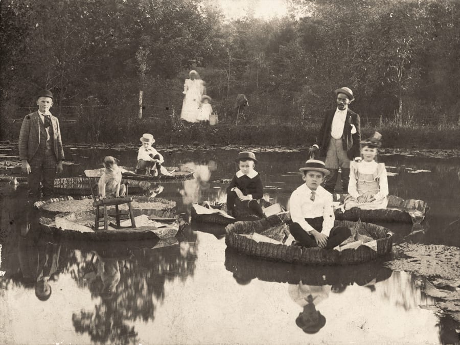 waterlilies