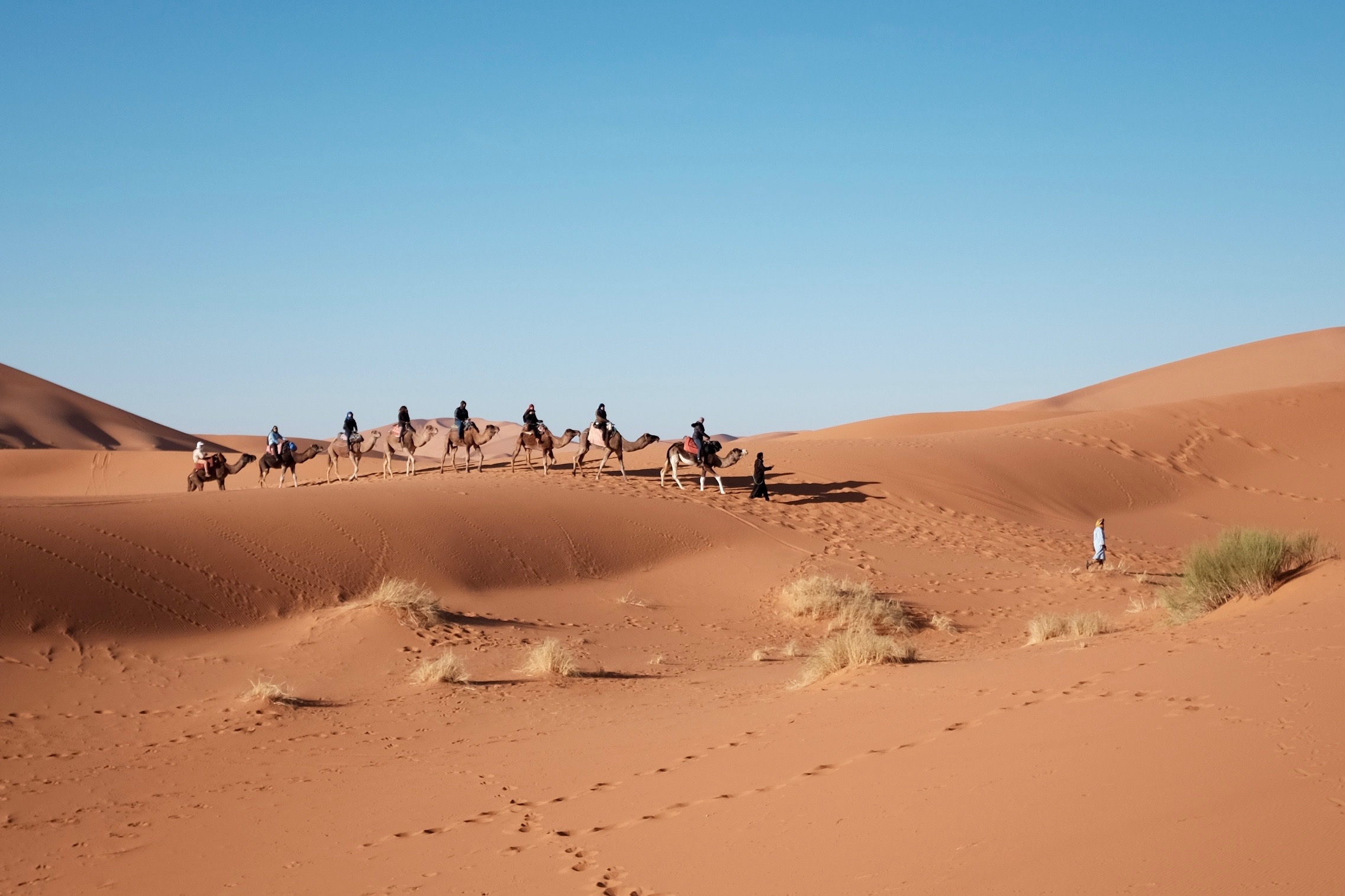 camel-5