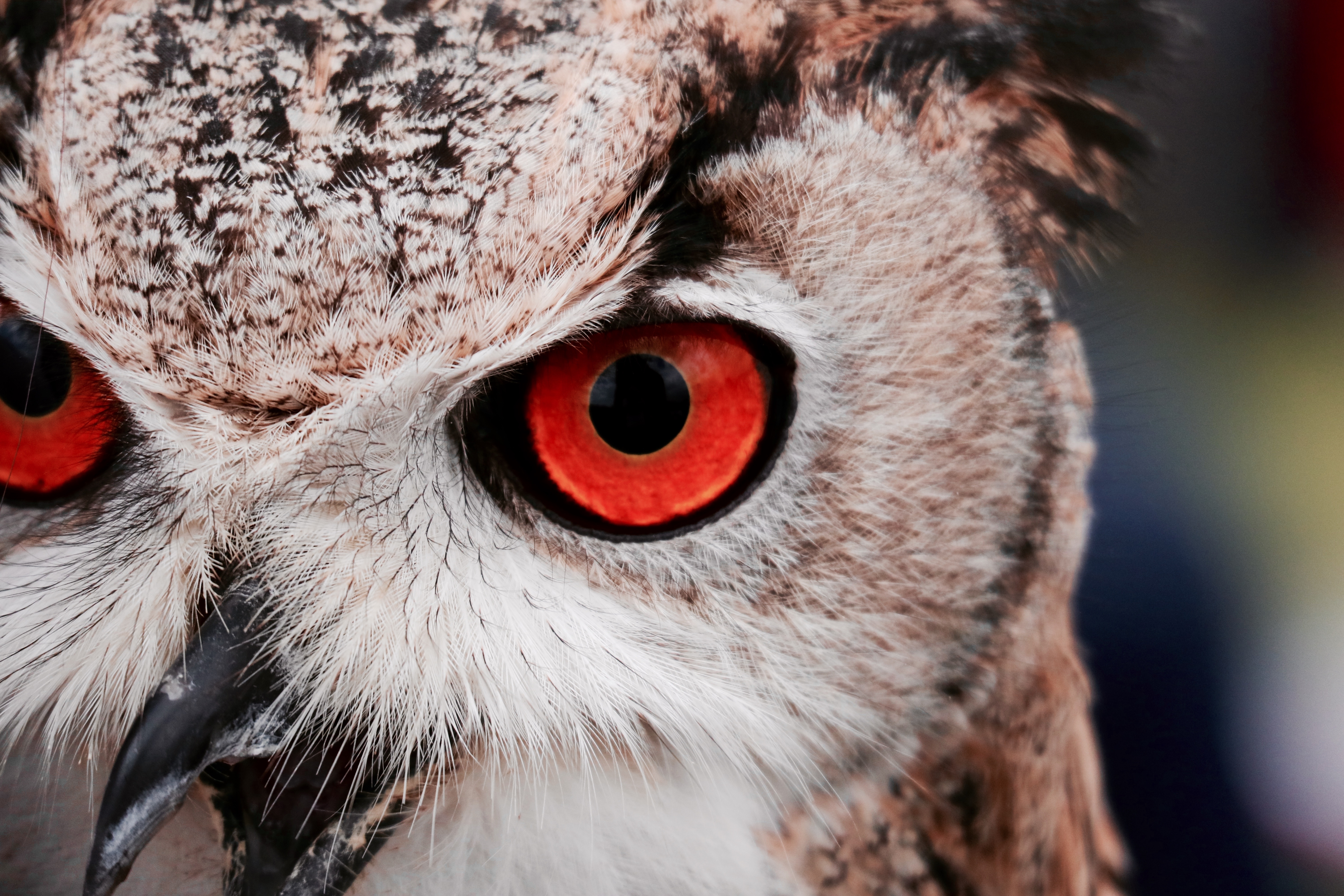 owl