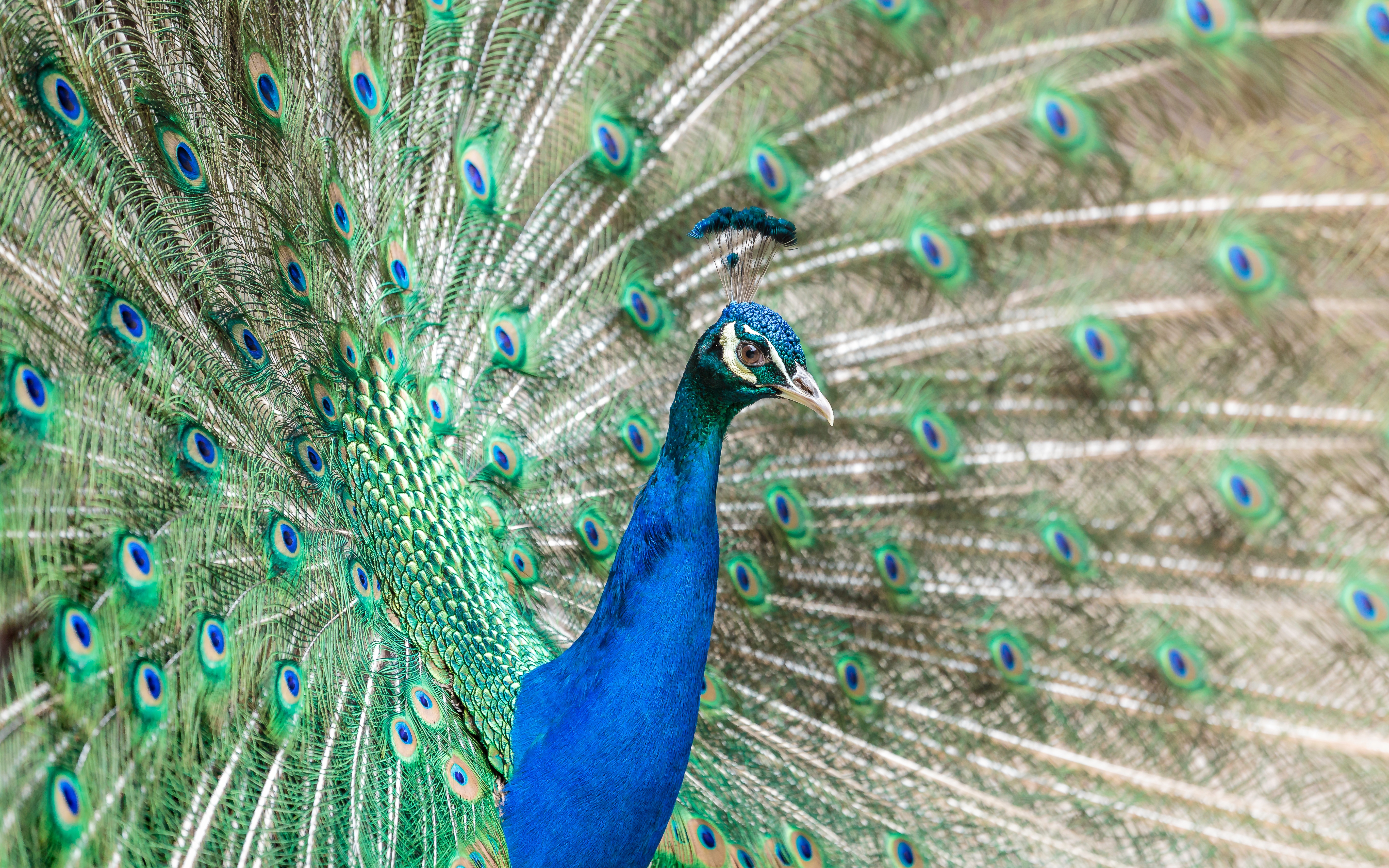 peacock