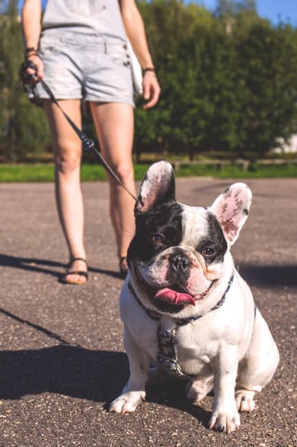 bulldog