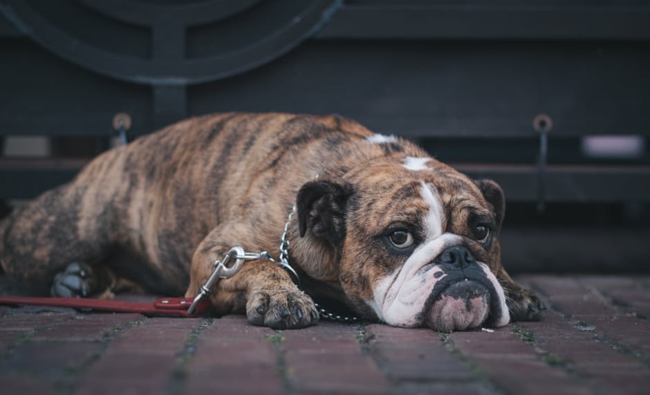 bulldog1