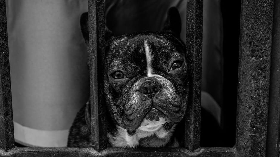 bulldog3