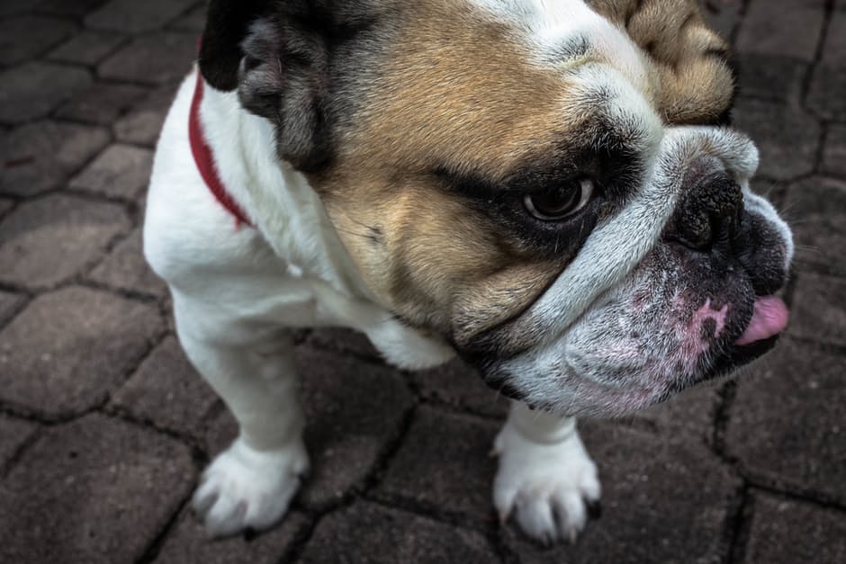 bulldog5