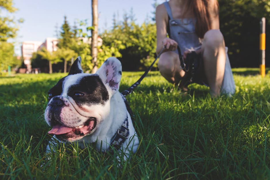 bulldog6