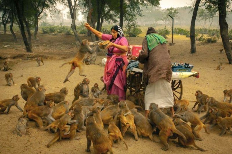 monkeys-becoming-major-problem-in-uttarakhand_2