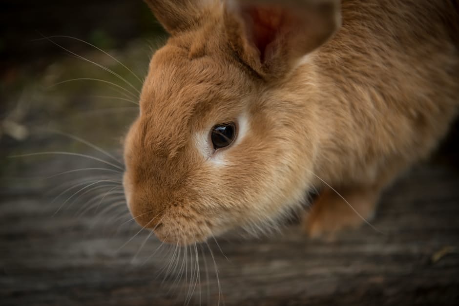 rabbit