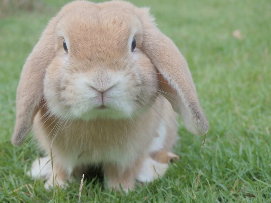 rabbit2