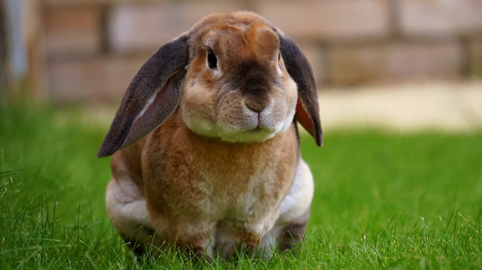 rabbit3